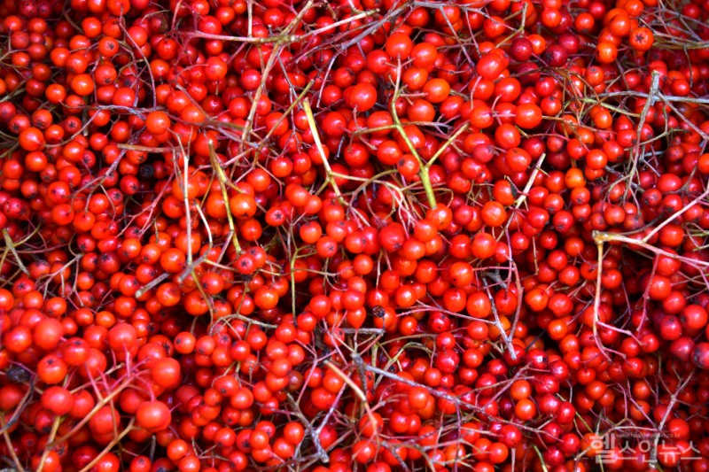 오미자열매는 신맛, 단맛, 쓴맛, 매운맛, 짠맛의 다섯 가지 맛을 가진 붉은색 열매로 예로부터 기력 회복과 면역력 강화에 좋다고 알려져 있다. (클립아트코리아)
