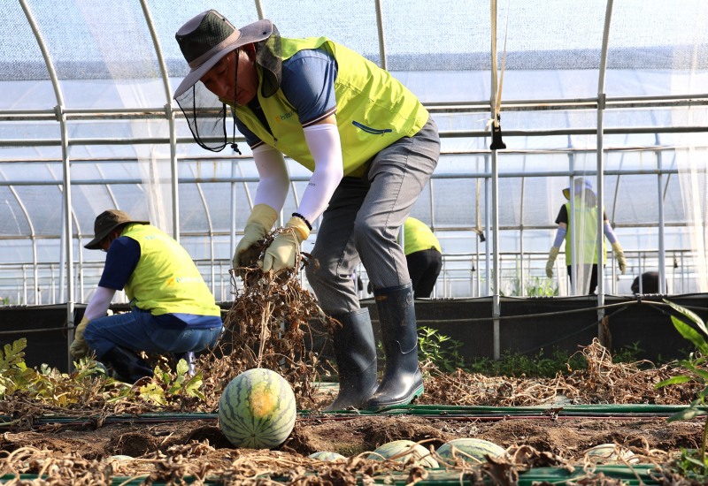 지난 29일, NH농협생명 박병희 대표이사(가운데)와 임직원들이 충남 청양군을 찾아 수해복구를 위한 일손돕기에 나서 구슬땀을 흘리고 있다./NH농협생명