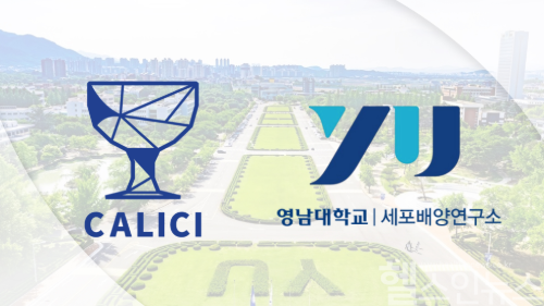 칼리시(Calici), 영남대학교 로고 (칼리시 제공)