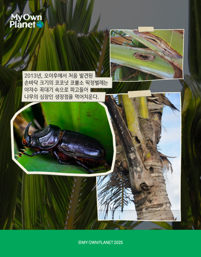 마이오운플래닛(My Own Planet) 기후 행동 실천 캠페인 ②  ‘하와이의 야자수가 사라진다면’