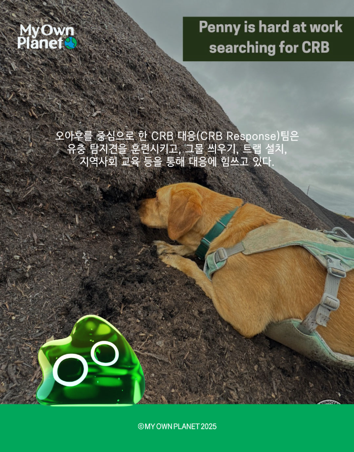 마이오운플래닛(My Own Planet) 기후 행동 실천 캠페인 ②  ‘하와이의 야자수가 사라진다면’