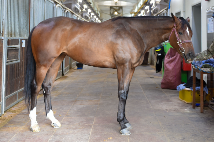 “차세대 스타마 찾는다”...8월 17일 서울부경 루키스테이크스 동시 개최