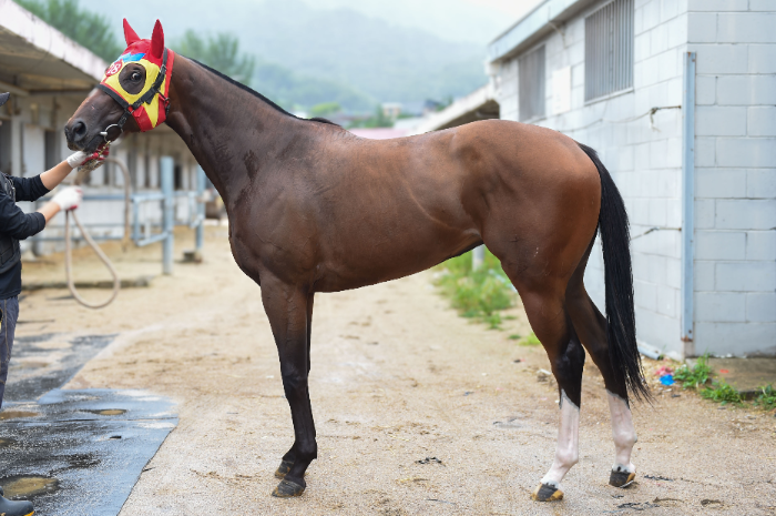 “차세대 스타마 찾는다”...8월 17일 서울부경 루키스테이크스 동시 개최