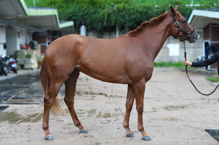 “차세대 스타마 찾는다”...8월 17일 서울부경 루키스테이크스 동시 개최