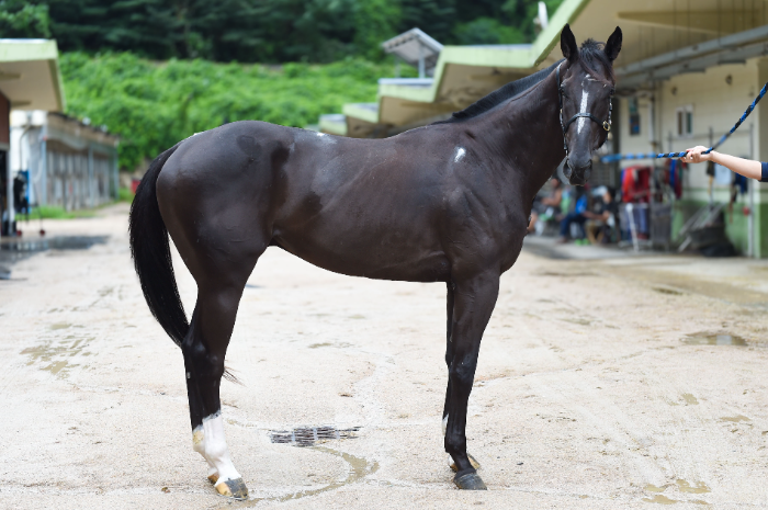 “차세대 스타마 찾는다”...8월 17일 서울부경 루키스테이크스 동시 개최