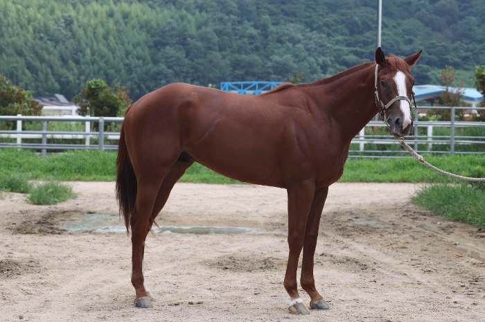 “차세대 스타마 찾는다”...8월 17일 서울부경 루키스테이크스 동시 개최