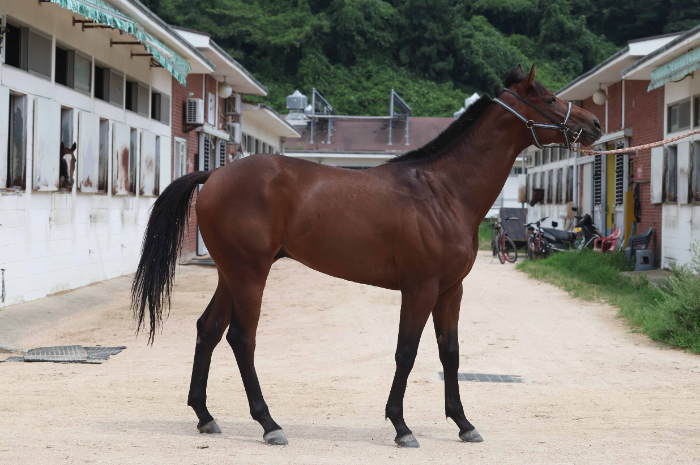 “차세대 스타마 찾는다”...8월 17일 서울부경 루키스테이크스 동시 개최