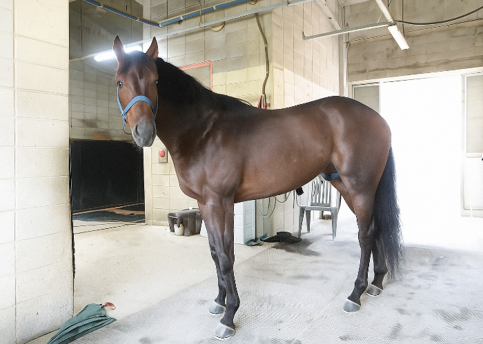 “차세대 스타마 찾는다”...8월 17일 서울부경 루키스테이크스 동시 개최