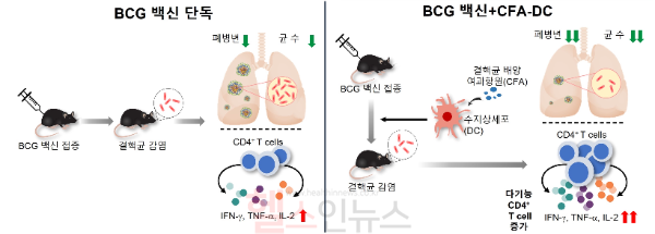 BCG 백신 단독 마우스 그룹보다 수지상세포 병용 그룹에서 결핵 백신 효과가 뛰어났다. (세브란스 제공)