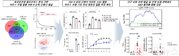 멀티오믹스 분석을 통한 TNF-9 슈퍼-인핸서 발굴 및 치료 타겟 검증 (강남세브란스병원 제공)