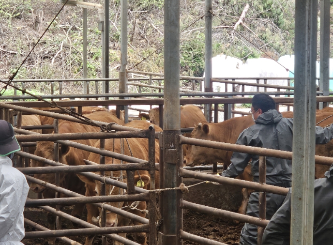 하반기 소·염소·돼지 구제역 백신 일제접종 실시 (경북 영주시 제공)