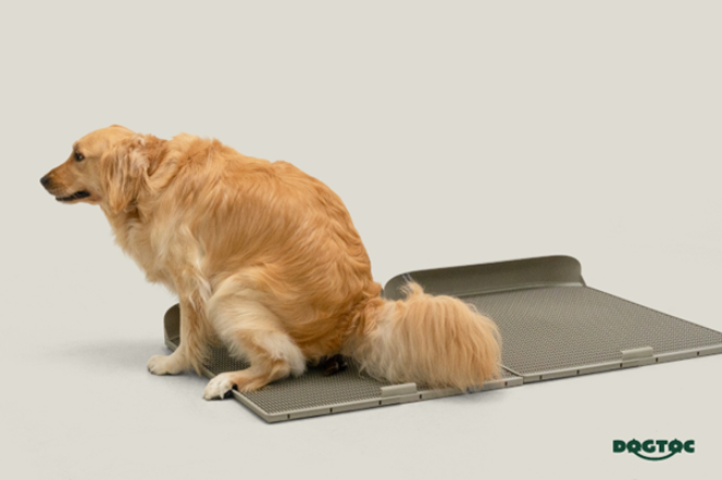 독톡, 대형견·다견가정 맞춤형 ‘XL 배변판’ 선보여