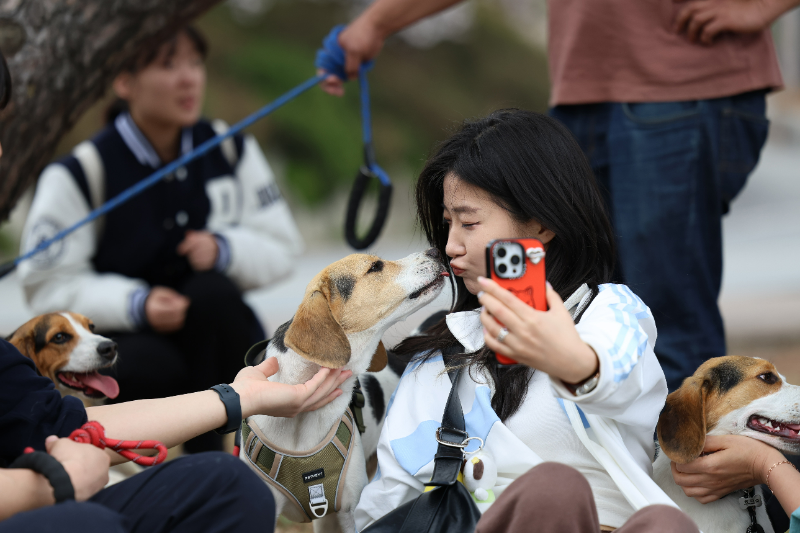 단국대 스마트동물바이오연구소에서 키우고 있는 비글과 교감하고 있는 학생. (사진제공=단국대)