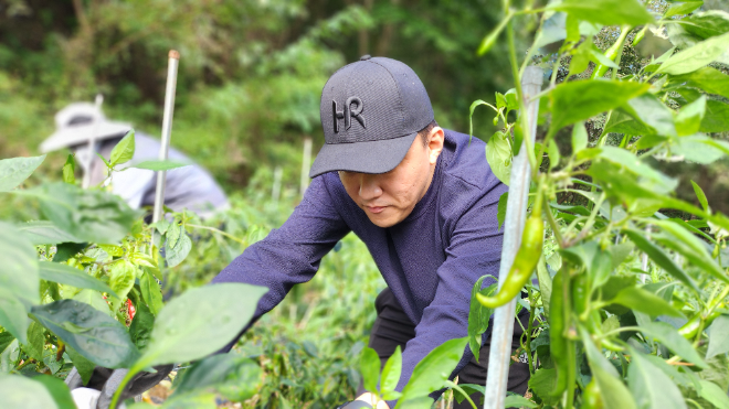 쿠팡CLS 퀵플렉스사 협력사 HR그룹, 평창 고랭지 고추 수확 봉사 실시