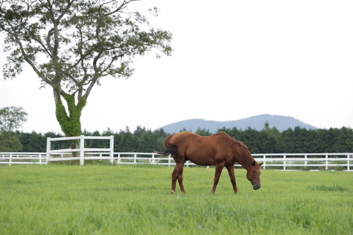 제주목장에서 풀을 뜯고 있는 씨수말