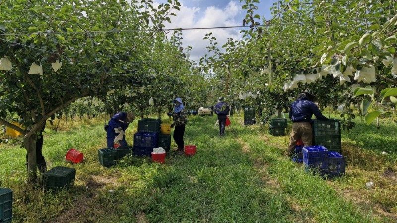 아산시, 신품종 초록배 ‘그린시스’ 본격 수확…추석 앞두고 소비자 만난다