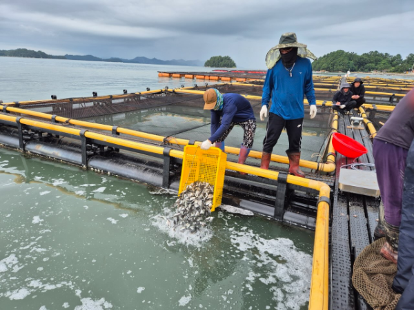 감성돔·조피볼락 총 66만 5천 마리 긴급 방류. ⓒ 고흥군