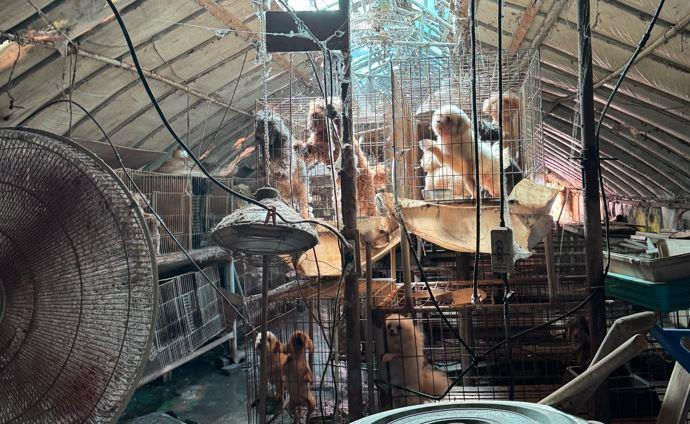 세종시, 열악한 환경 속 개 58마리 전격 구조…동물학대 여부 조사 착수