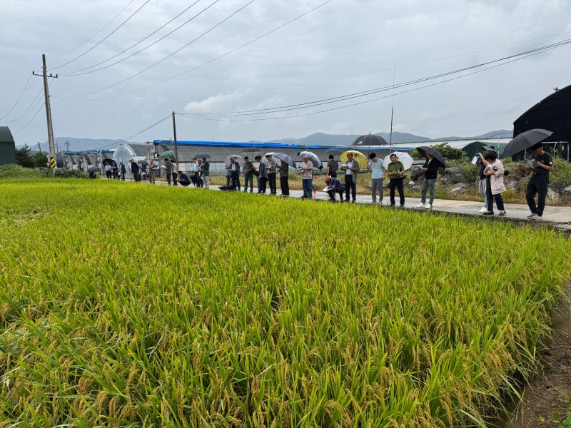 용인특례시, 백옥쌀 품종 변경 위한 신품종 테스트 진행
