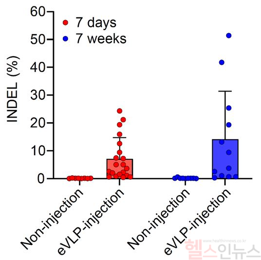 난청 마우스 모델에 eVLP 주입 1주 및 7주 때 보인 유전자 편집률, eVLP 주입군은 1주 후(붉은색) 평균 7%, 7주 후(파란색) 평균 14%의 편집 효율을 보였다. (사진 제공=세브란스병원)