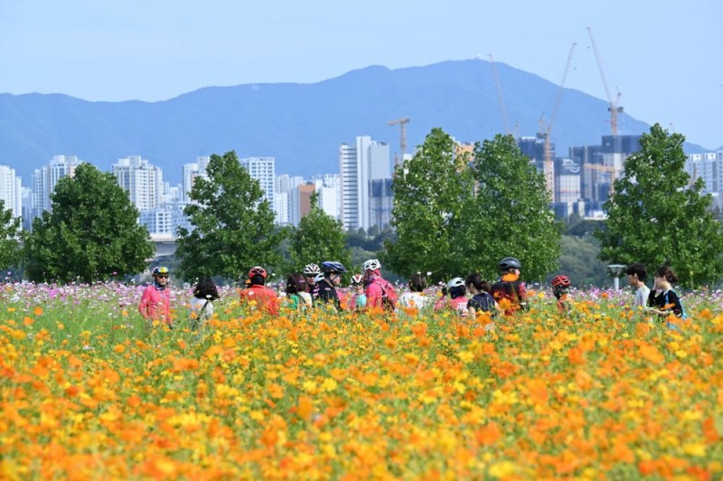 구리시, 가을빛 코스모스 꽃길...36만 명 다녀가