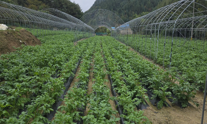 강원특별자치도 정선군 임계면 고단리 통일감자 재배 (2025년 8월10일 파종, 씨감자2025년 6월초 생산) 사진자료: 임영석감자연구소