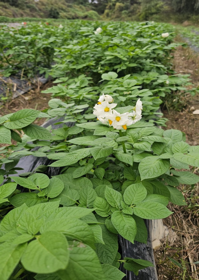 강원특별자치도 춘천시 서면 신매리 강변길 일원 (2025년 9월3일 파종, 씨감자는 2024년 12월초 생산) 사진자료: 임영석감자연구소