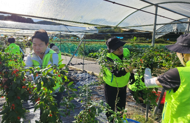 농협중앙회 조합구조개선부, 가평서 농촌일손돕기 실시 (이미지 제공=농협중앙회)