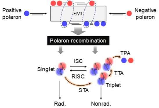 3세대 OLED 발광 메커니즘. (사진제공=서강대)