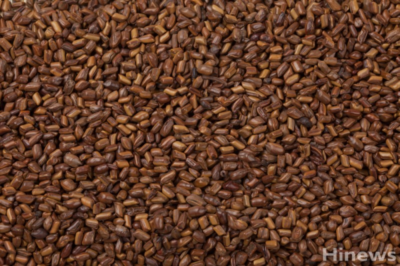 결명자는 깨끗이 세척한 뒤 약한 불에서 겉껍질이 갈색으로 변할 때까지 은근히 볶아 사용하며 이렇게 볶으면 특유의 비린내가 줄고 향과 효능이 한층 깊어진다. (이미지제공=클립아트코리아)