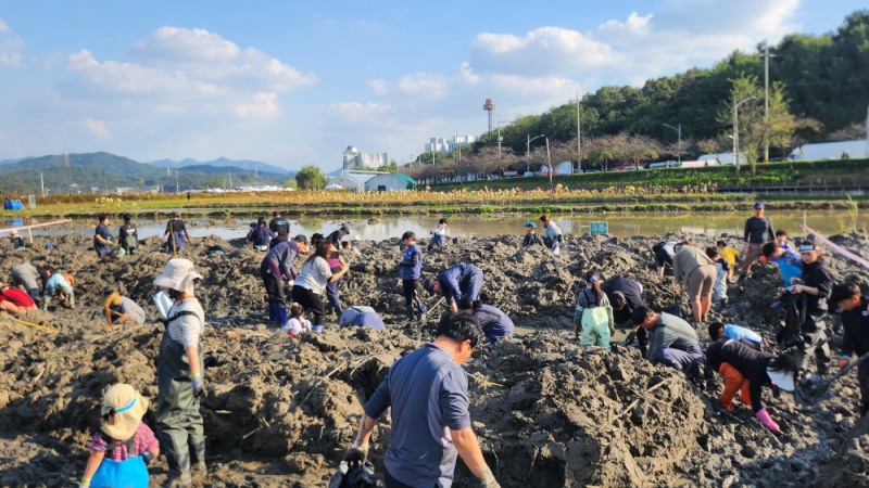 시흥시, '곤충 잡고(GO), 연근 캐고(GO)' 가족과 함께 생태체험 하기