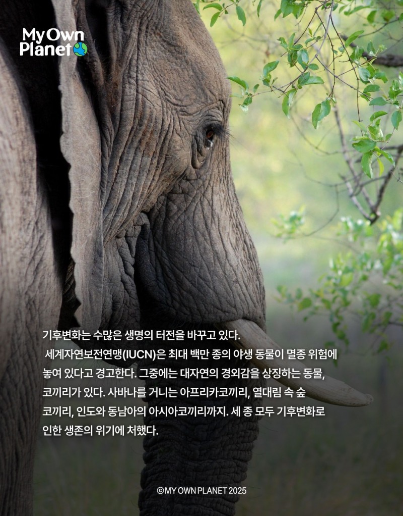 마이 오운 플래닛(My Own Planet) 기후행동 실천 캠페인 ⑪ “코끼리 무리의 생존을 위한 여정”