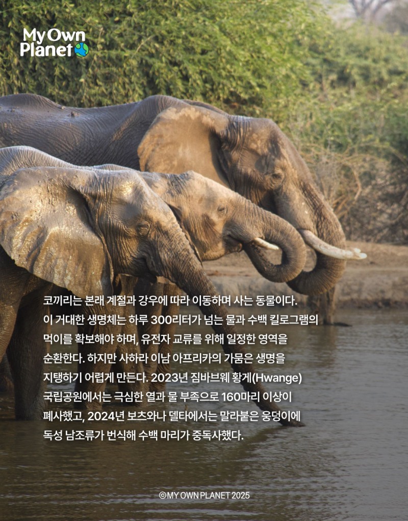 마이 오운 플래닛(My Own Planet) 기후행동 실천 캠페인 ⑪ “코끼리 무리의 생존을 위한 여정”