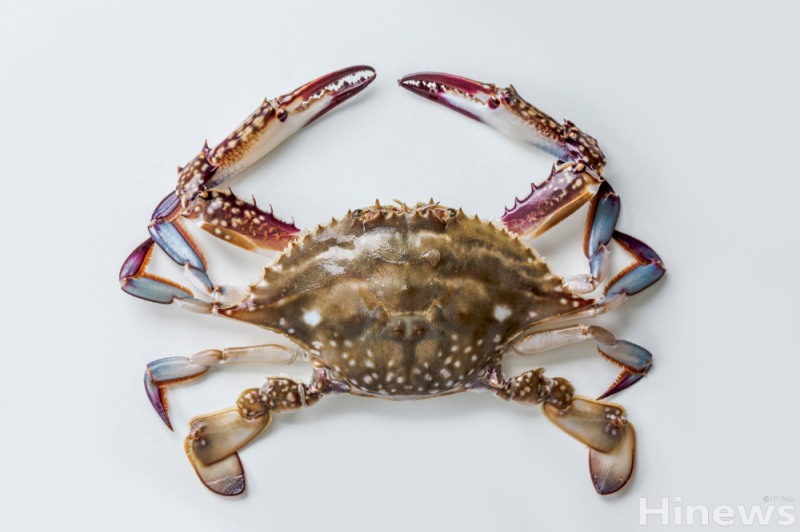 꽃게는 칼슘과 타우린이 풍부한 고단백 저지방 식품으로 뼈 건강 강화와 간 기능 개선, 피로 회복에 도움을 주는 대표적인 가을 제철 해산물이다. (이미지제공=클립아트코리아)