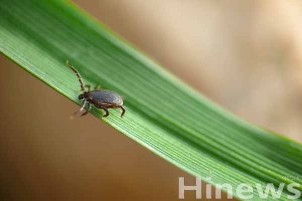 가을철 털진드기 활동이 급증해 야외활동 시 쯔쯔가무시증 예방이 필요하다. (사진 제공=클립아트코리아)