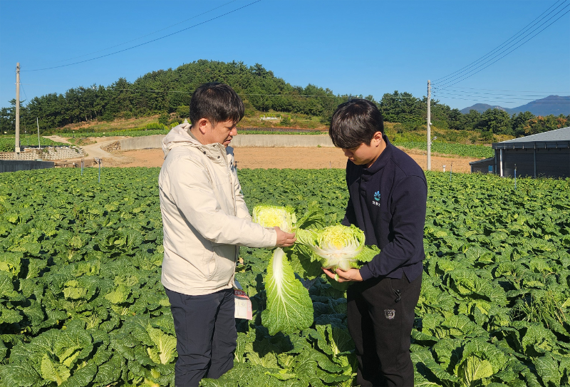 대아청과 관계자들이 지난 29일 전남 해남 배추 산지를 방문해 김장철 배추 작황을 점검하고 있다./호반그룹