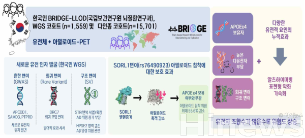 노인성 치매환자 코호트 (BRIDGE-LLOD): 정상인, 경도인지장애, 치매환자를 장기간 추적해 자료를 수집하는 연구. ’21-’23년 1단계 사업을 시작으로, ’24-’26년 2단계 진행 중 (연구책임자 : 서상원 삼성서울병원 신경과 교수) (사진 제공=질병관리청)