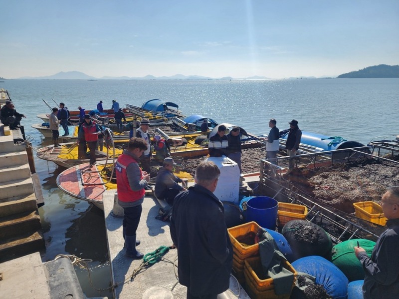 물김 경매 입찰 현장 (사진제공=신안군)