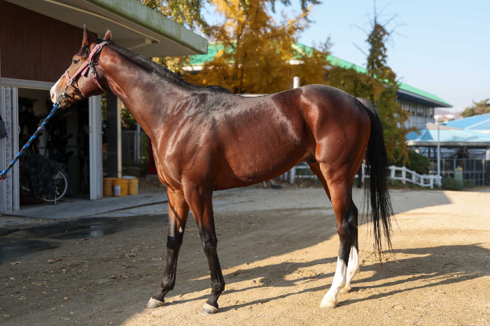 예측불가 2세마 기대주들의 격돌... 제19회 과천시장배 16일 개최