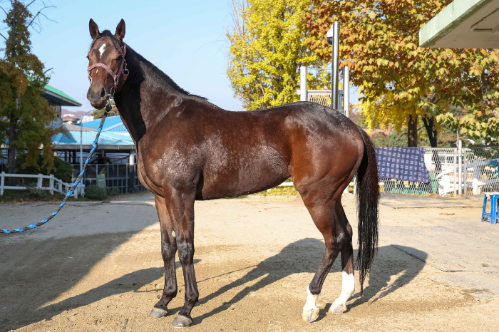 예측불가 2세마 기대주들의 격돌... 제19회 과천시장배 16일 개최