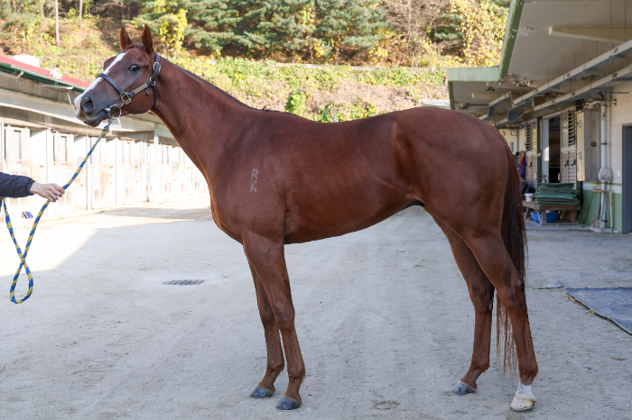 예측불가 2세마 기대주들의 격돌... 제19회 과천시장배 16일 개최