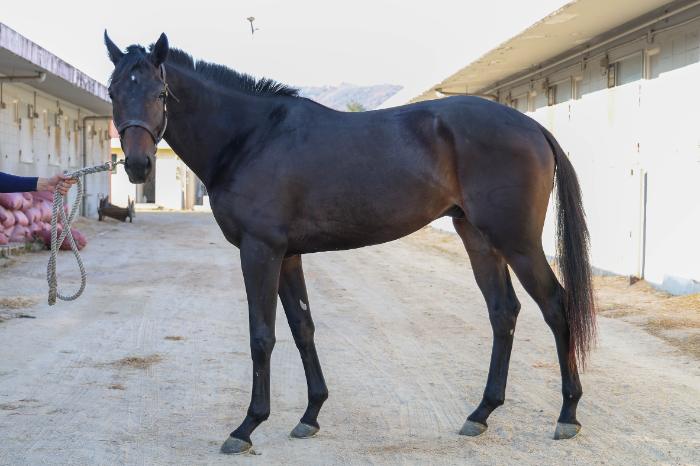 예측불가 2세마 기대주들의 격돌... 제19회 과천시장배 16일 개최