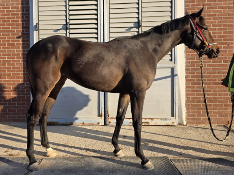 세계 최강마 혈통 입증한 ‘닉스고원’... 국내 닉스고 자마 첫 우승