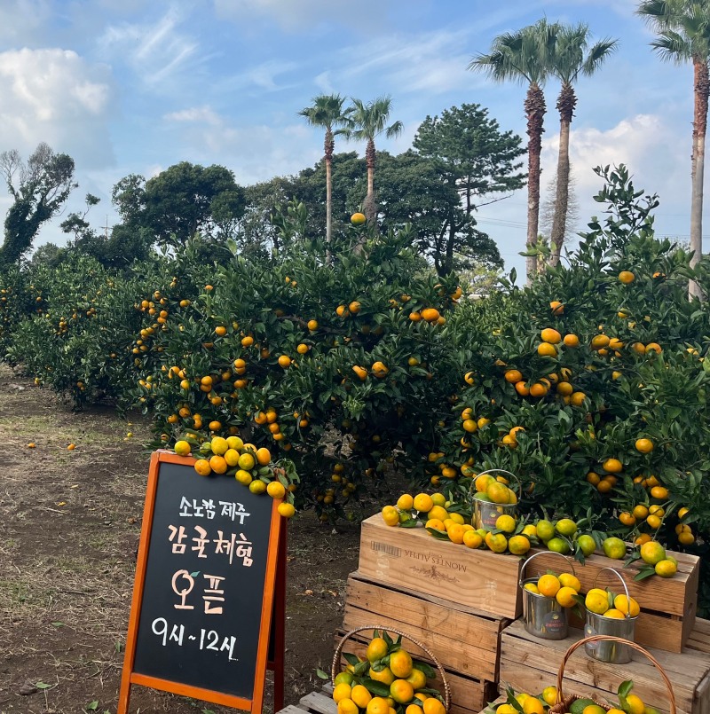 소노캄 제주, 감귤 수확 즐기는 ‘체험농장 패키지’ 출시 (이미지 제공=소노캄 제주)