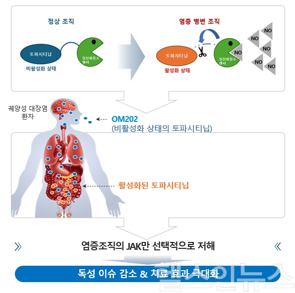 K-MEDI hub가 ㈜옴니아메드의 궤양성 대장염 치료제 후보물질인 ‘OM202’의 전주기 개발을 지원한다. <사진은 후보물질 ‘OM202’ 모식도> (사진 제공=K-MEDI hub)