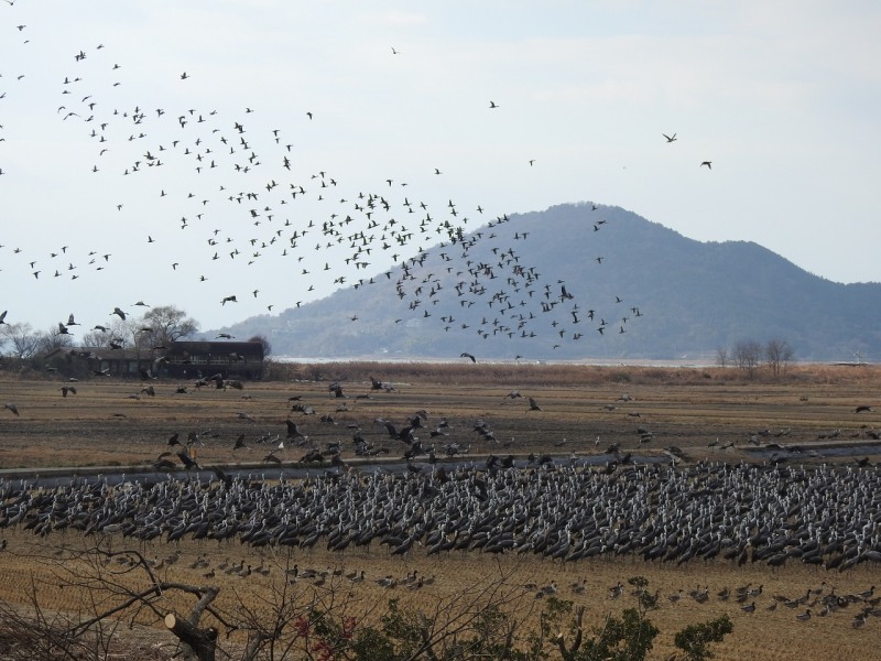 순천만 흑두루미 (사진제공=순천시)