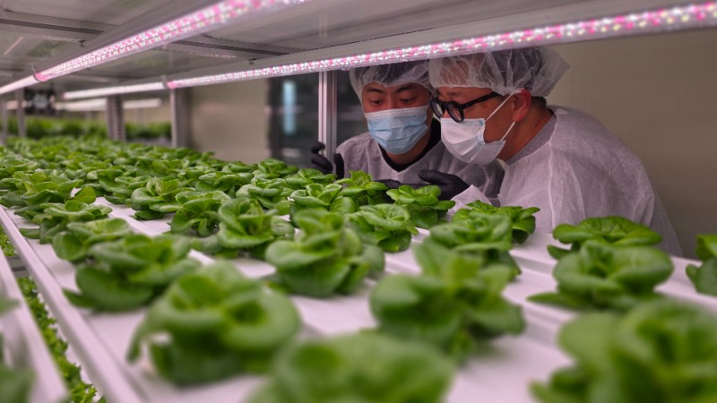 스마트팜 스웩베리, ‘외식산업 인큐베이팅 시스템’ 중소벤처기업부 장관표창 수상