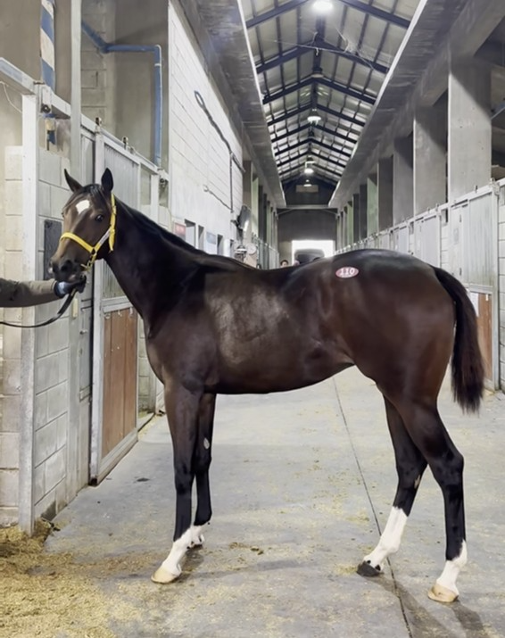 110번 닉스고와 티즈디터민드 자마