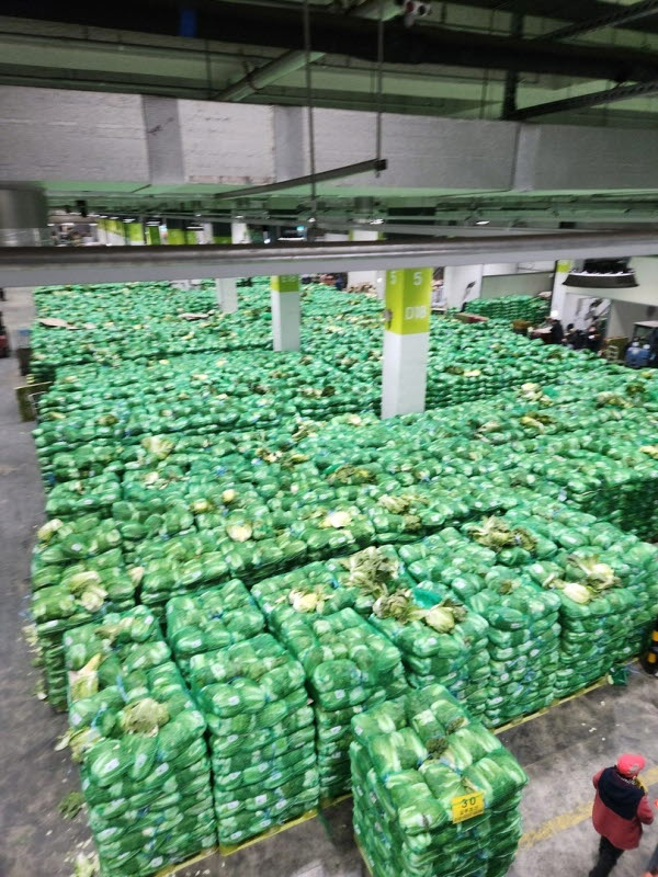 배추 (서울시농수산식품공사 제공)