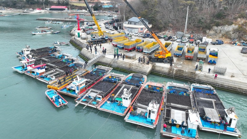 완도군 군외면 당인리의 물김 위판 현장 (사진제공=완도군)